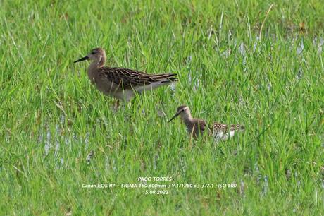 Andarríos bastardo y Combatiente
