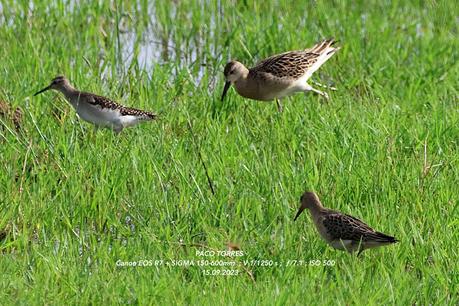 Andarríos bastardo y Combatiente