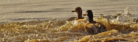 Que ver en Platja d’Aro