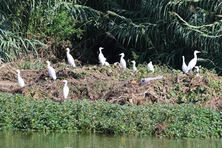 Garcilla bueyera 7U1