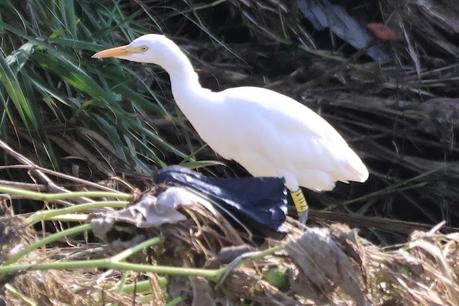 Garcilla bueyera 7U1