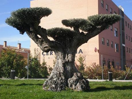 Olivo VS Arte Topiario ??