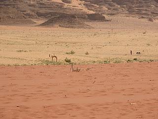 Wadi Rum Jordania