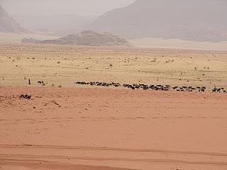 Wadi Rum Jordania