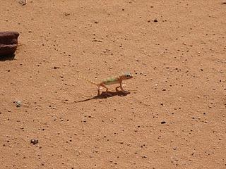 Wadi Rum Jordania