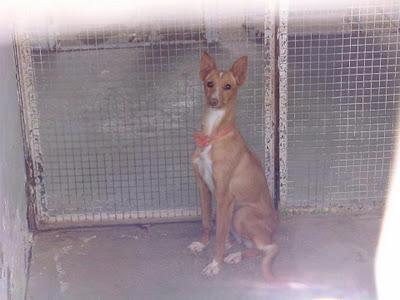 ACOGIDA PARA ESTA PODENQUITA DE 9 MESES. LA SACRIFICAN!!!!