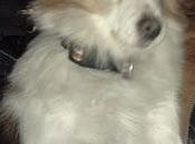 dueña llevado residencia ella dejado sola. ayuda favor!!!