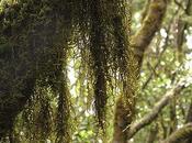 Líquenes para combatir Alzheimer otras enfermedades