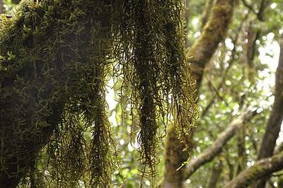 Líquenes para combatir Alzheimer y otras enfermedades