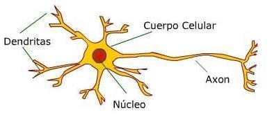 neuronaa Generación de neuronas a partir de células dérmicas