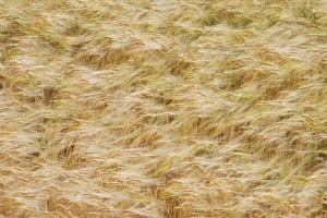 EL SONIDO DE TU SILENCIO…