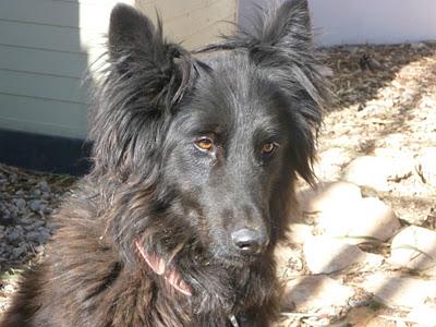 AMOR, preciosa pastora belga abandonada por su dueña, en adopción. (Murcia)