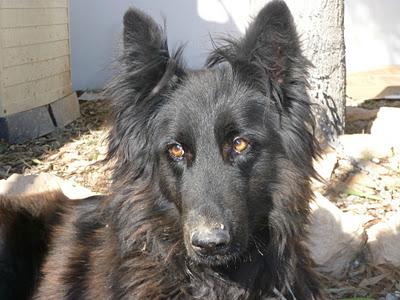 AMOR, preciosa pastora belga abandonada por su dueña, en adopción. (Murcia)