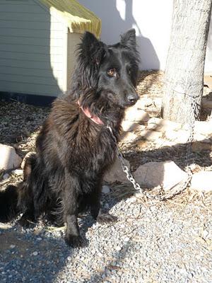 AMOR, preciosa pastora belga abandonada por su dueña, en adopción. (Murcia)