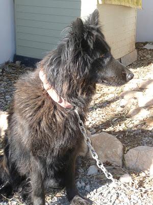 AMOR, preciosa pastora belga abandonada por su dueña, en adopción. (Murcia)