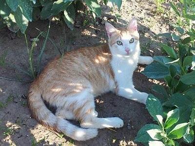 Horus y Darky, 2 hermosos gatos rescatados en busca de hogar (Murcia)‏