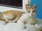 Horus Darky, hermosos gatos rescatados busca hogar (Murcia)‏