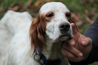 IRON MAIDEN, UNA SETTER PRECIOSA RESCATADA DE LA PERRERA EN ESTADO DE EXTREMA DESNUTRICION-AYUDA