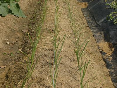 EPOCA DE PLANTACION DE CEBOLLINOS