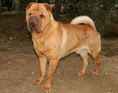 Cuencanimal necesita 250 euros para operar a Gordy el Sharpei de sus ojos por peligro de ulcera!!