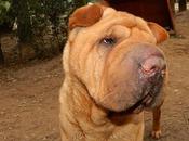 Cuencanimal necesita euros para operar Gordy Sharpei ojos peligro ulcera!!