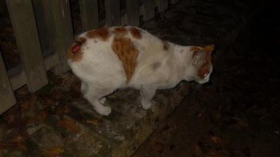 Gato sin rabo en mal estado en la calle. Sevilla.