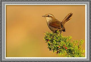 TAPACULO