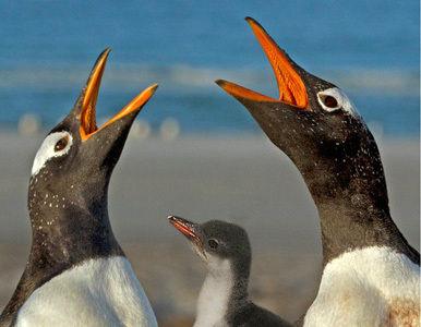 PINGÜINOS gays se convierten en padres