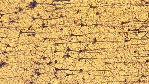 El cultivo de células cerebrales