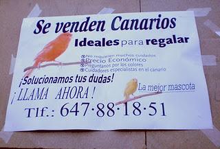 Crisis, what crisis?: Me pareció ver un lindo gatito.