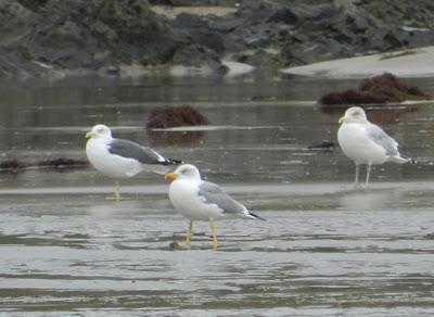 Gaviotas argénteas