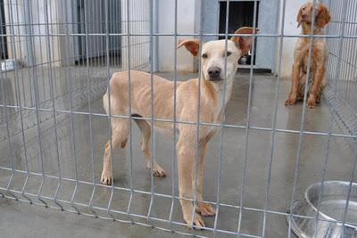 A MITRA Y A MAGUI LAS SACRIFICAN MAÑANA 10!, EXTREMADAMENTE URGENTE!!!