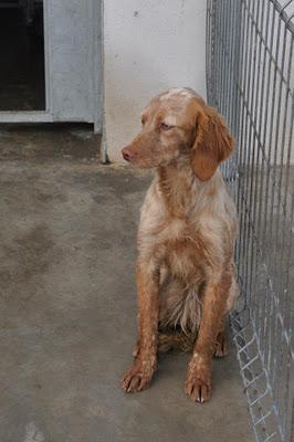 A MITRA Y A MAGUI LAS SACRIFICAN MAÑANA 10!, EXTREMADAMENTE URGENTE!!!