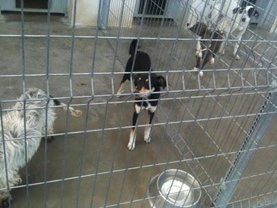 A MITRA Y A MAGUI LAS SACRIFICAN MAÑANA 10!, EXTREMADAMENTE URGENTE!!!