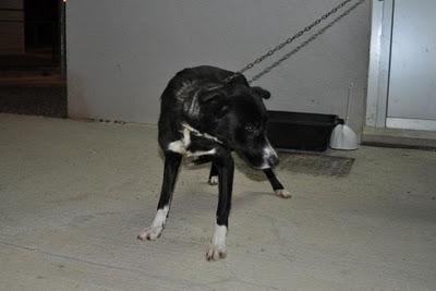 A MITRA Y A MAGUI LAS SACRIFICAN MAÑANA 10!, EXTREMADAMENTE URGENTE!!!