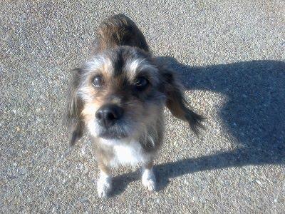 ABUELITA TECKEL NECESITA FAMILIA. (BADAJOZ)