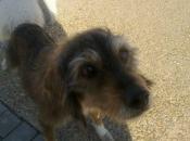 Abuelita teckel necesita familia. (badajoz)