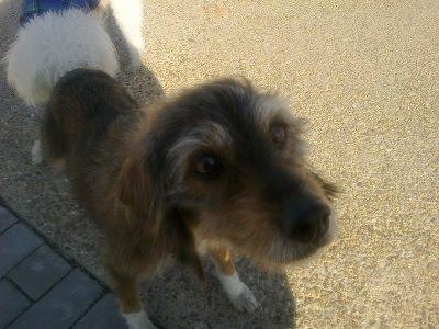 ABUELITA TECKEL NECESITA FAMILIA. (BADAJOZ)