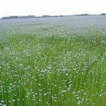 lino plantas medicinales