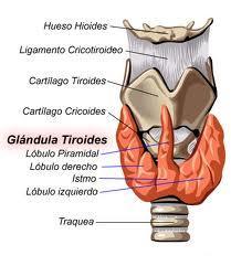 Qué es el cáncer de tiroides?