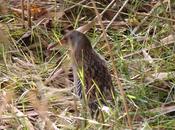 Rascón europeo-rallus aquaticus