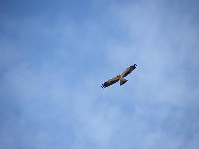 Nueva jornada de Anillamiento científico en el Parque del Alamillo  --  30/11/11
