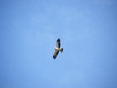 Nueva jornada de Anillamiento científico en el Parque del Alamillo  --  30/11/11