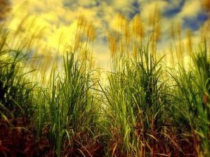 Lo que se publica del proyecto Lignocrop