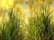 publica proyecto Lignocrop