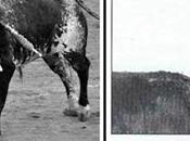 Para “matadores toros”que renunciado suerte suprema