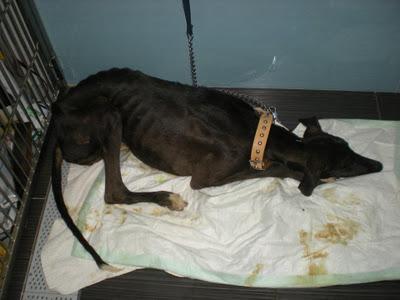 MAZAPAN, GALGUITO ATROPELLADO, SU ESTADO ES MUY GRAVE..ARCA SEVILLA