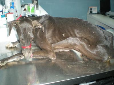 MAZAPAN, GALGUITO ATROPELLADO, SU ESTADO ES MUY GRAVE..ARCA SEVILLA