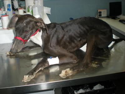 MAZAPAN, GALGUITO ATROPELLADO, SU ESTADO ES MUY GRAVE..ARCA SEVILLA