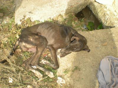 MAZAPAN, GALGUITO ATROPELLADO, SU ESTADO ES MUY GRAVE..ARCA SEVILLA